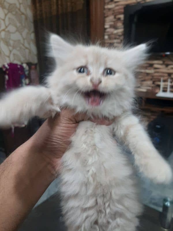 PERSIAN TRIPPLE COATED BLUE EYES KITTENS FOR SALE 2