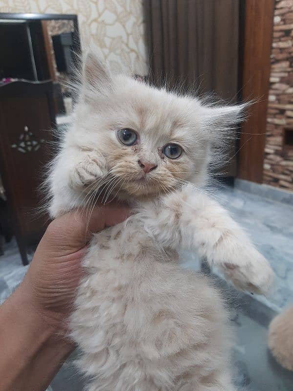 PERSIAN TRIPPLE COATED BLUE EYES KITTENS FOR SALE 3