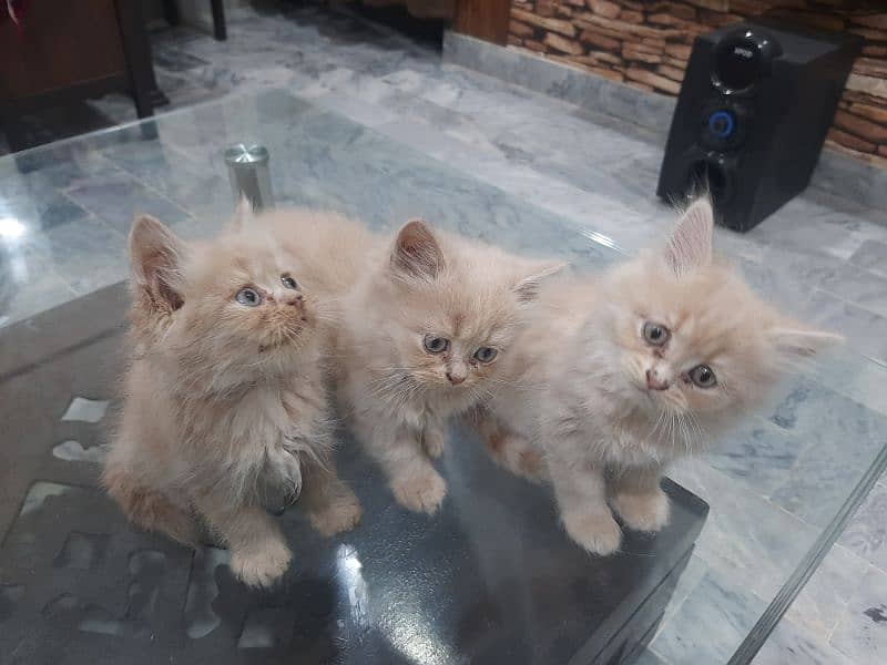 PERSIAN TRIPPLE COATED BLUE EYES KITTENS FOR SALE 4