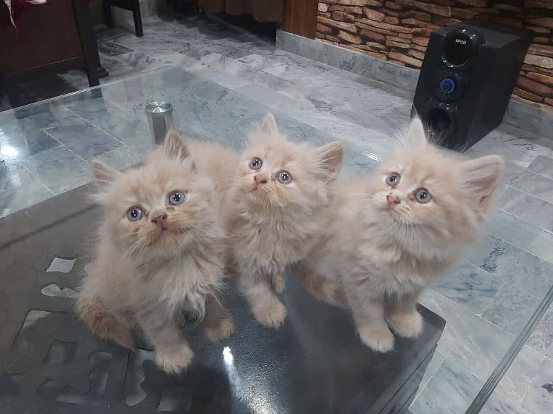 PERSIAN TRIPPLE COATED BLUE EYES KITTENS FOR SALE 5