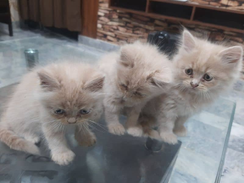 PERSIAN TRIPPLE COATED BLUE EYES KITTENS FOR SALE 6