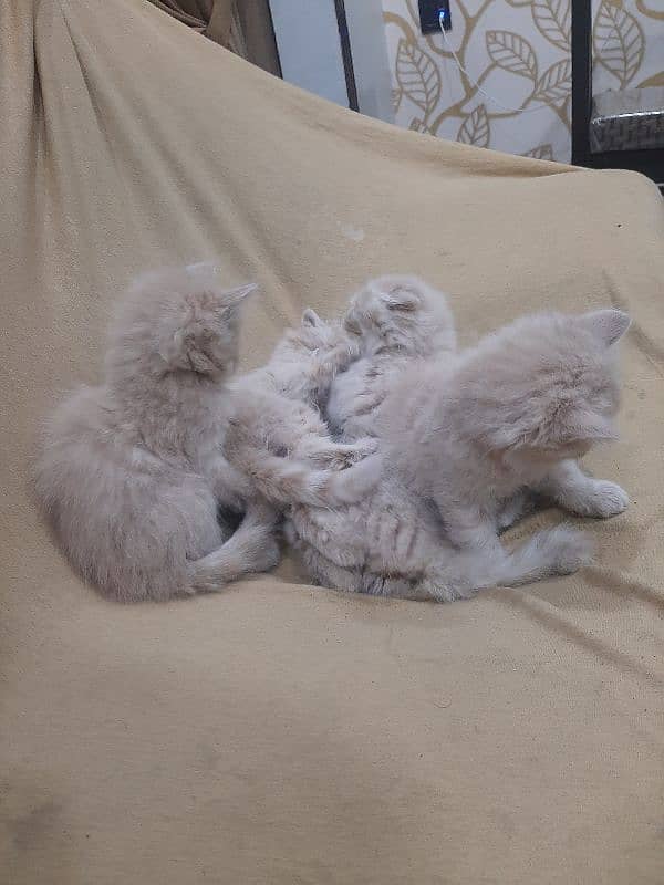 PERSIAN TRIPPLE COATED BLUE EYES KITTENS FOR SALE 7