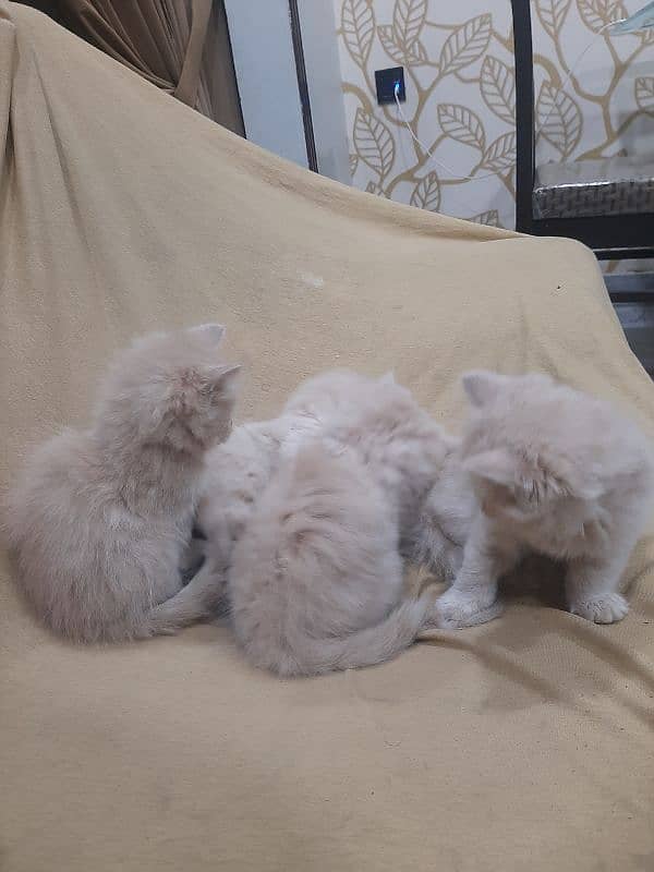 PERSIAN TRIPPLE COATED BLUE EYES KITTENS FOR SALE 8