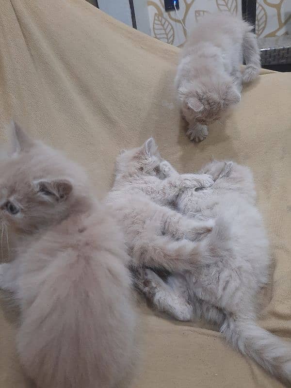 PERSIAN TRIPPLE COATED BLUE EYES KITTENS FOR SALE 9