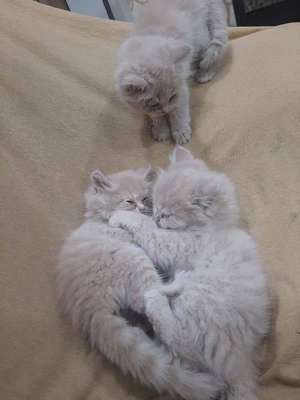 PERSIAN TRIPPLE COATED BLUE EYES KITTENS FOR SALE 10