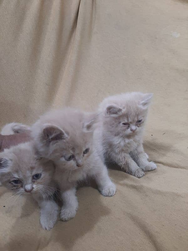 PERSIAN TRIPPLE COATED BLUE EYES KITTENS FOR SALE 12