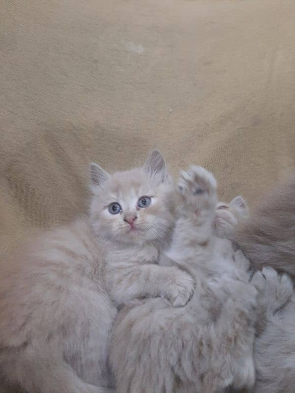 PERSIAN TRIPPLE COATED BLUE EYES KITTENS FOR SALE 13