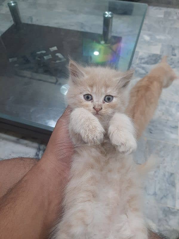 PERSIAN TRIPPLE COATED BLUE EYES KITTENS FOR SALE 14