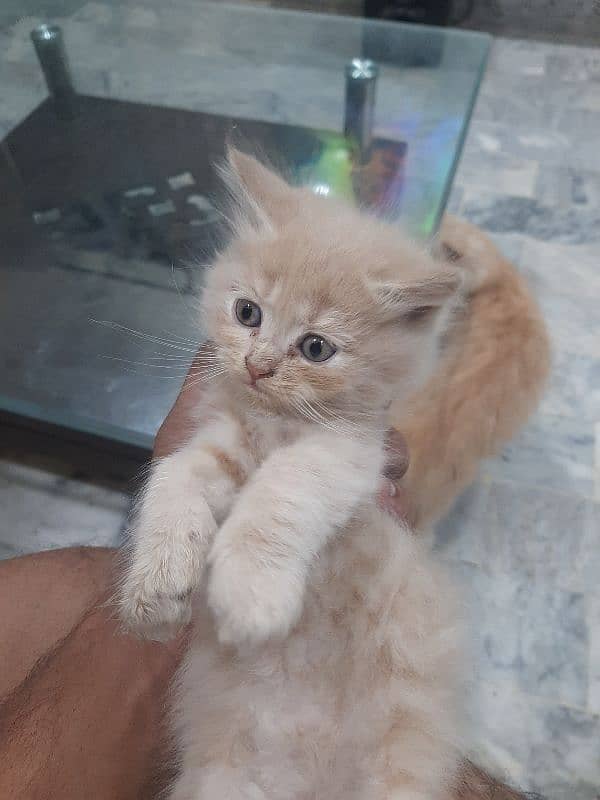 PERSIAN TRIPPLE COATED BLUE EYES KITTENS FOR SALE 15