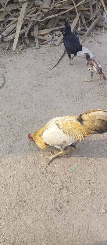 aseel desi hens for sale 0