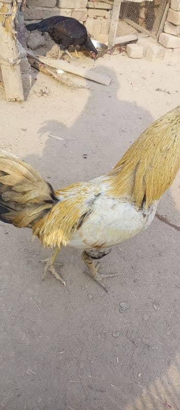 aseel desi hens for sale 4