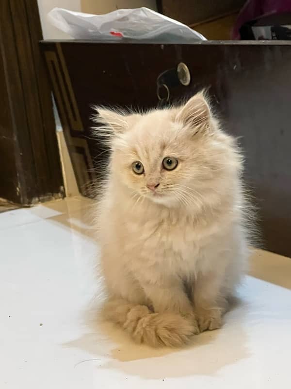 Pure Persian kitten / triple coated 2