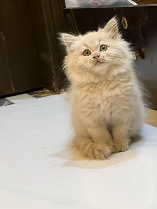 Pure Persian kitten / triple coated 1