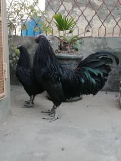 Ayam