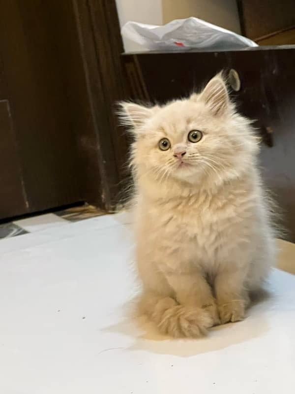 Pure Persian kitten / triple coated 0