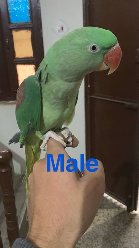 Male & Female Raw perrot for sale 1