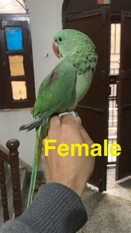 Male & Female Raw perrot for sale 2