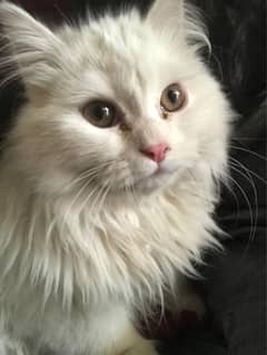 female persian cat