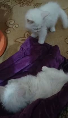 Persian Pair Kitten triple coat