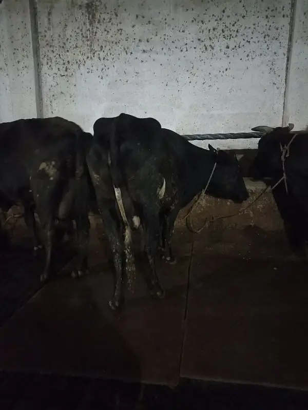 Cow mats,Rubber Sheets & Gym mats — photo 4