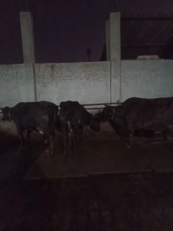 Cow mats,Rubber Sheets & Gym mats — photo 5