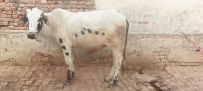 Qurbani wl  bull for sell