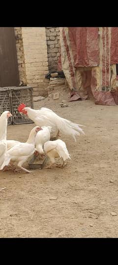 aseel heera | aseel hen | white aseel | white murghi |