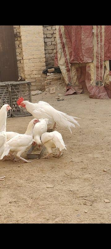 aseel heera | aseel hen | white aseel | white murghi | 0