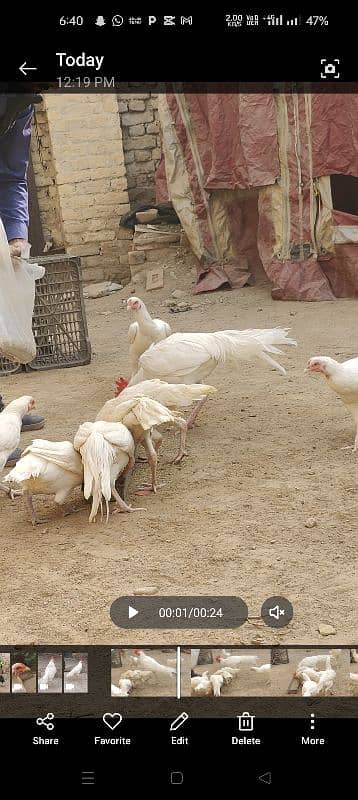 aseel heera | aseel hen | white aseel | white murghi | 1