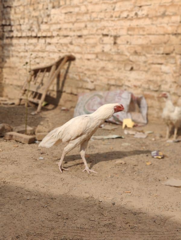 aseel heera | aseel hen | white aseel | white murghi | 14