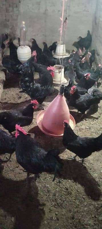 asutarlop RIR loman brown  Ayan smani white heera chicks  eeg and Hans