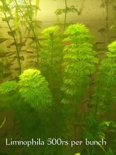 Aquarium Plants.