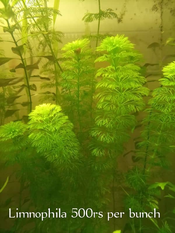 Aquarium Plants. 0