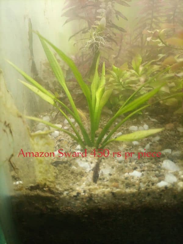 Aquarium Plants. 2