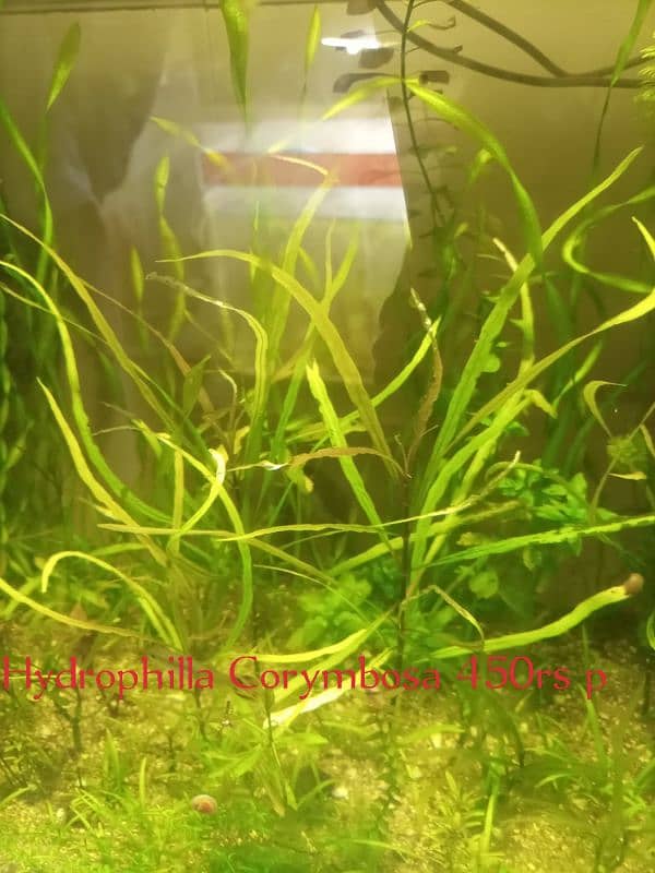 Aquarium Plants. 3