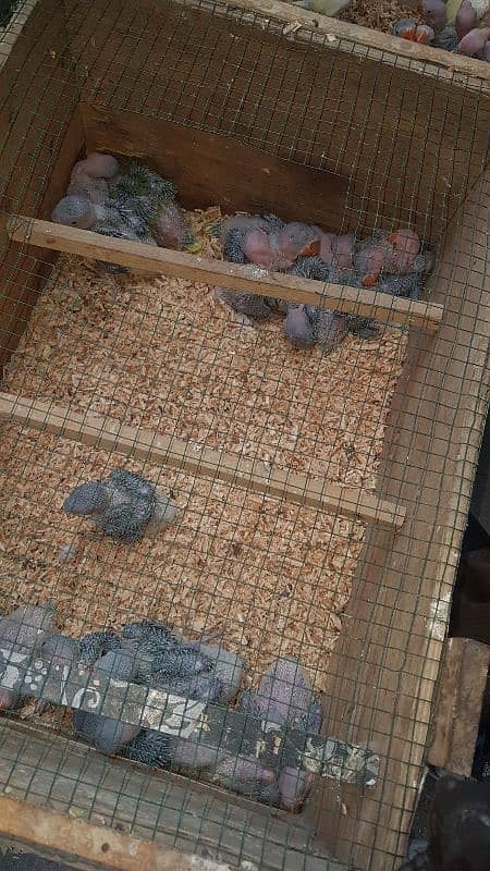 all parrot baby 1