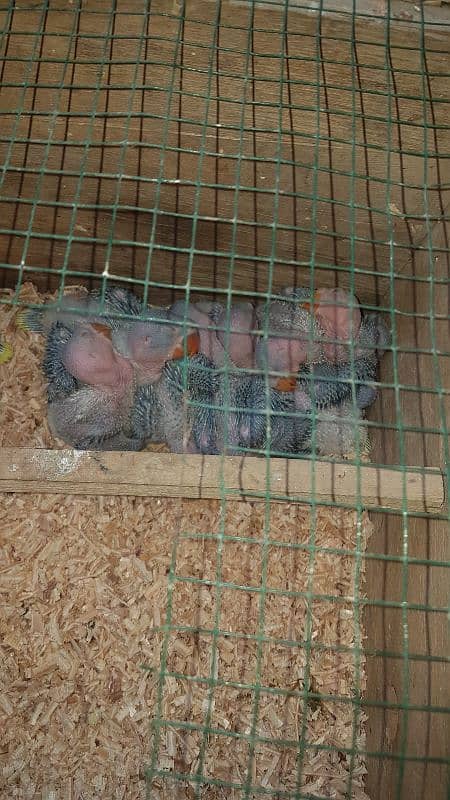 all parrot baby 4