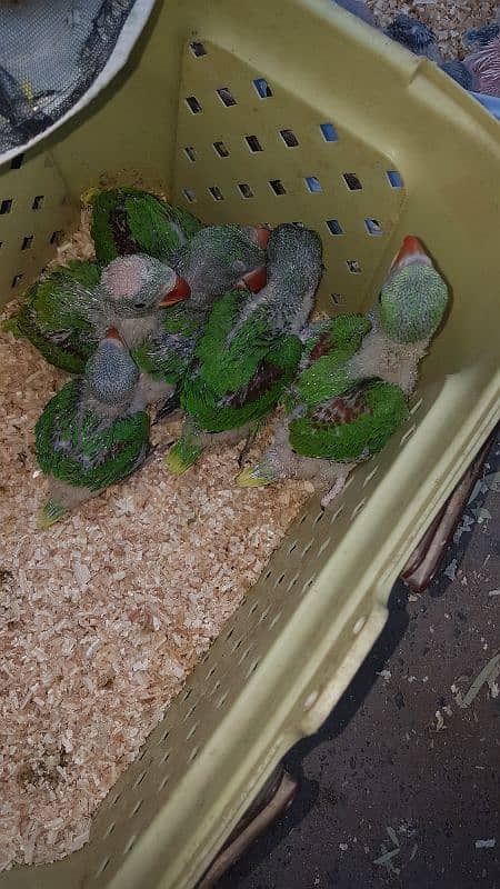 all parrot baby 5