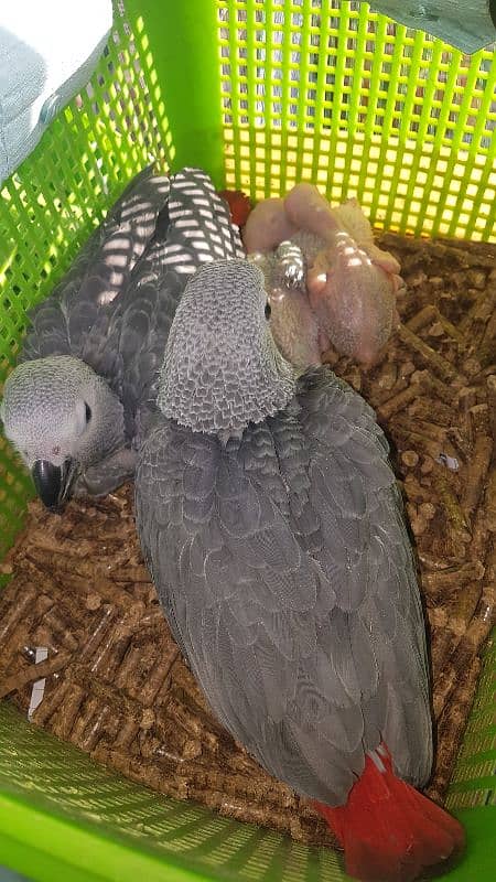 all parrot baby 6