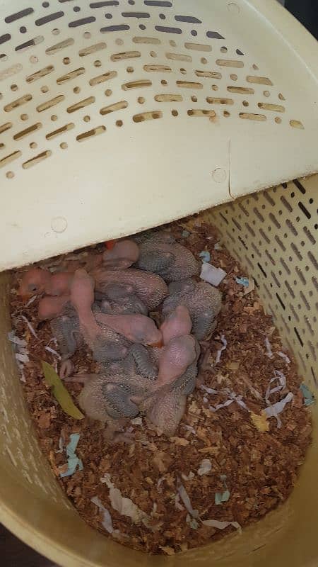 all parrot baby 7