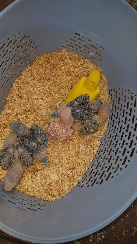 all parrot baby 8