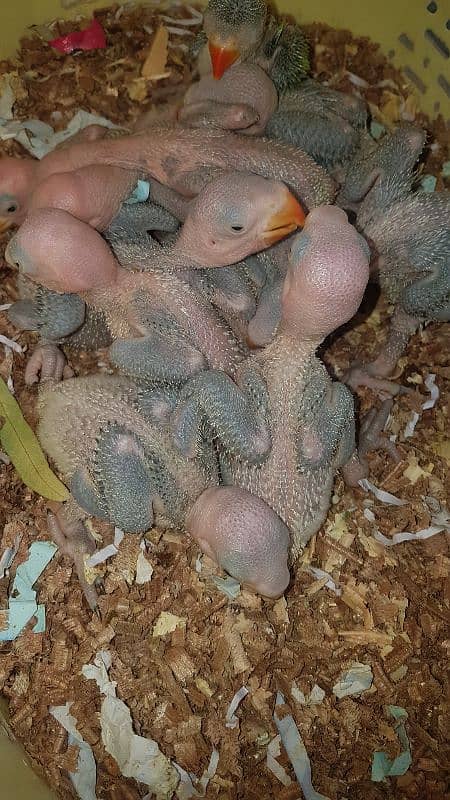 all parrot baby 9