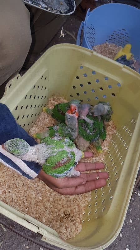 all parrot baby 11