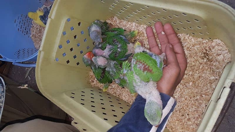 all parrot baby 12