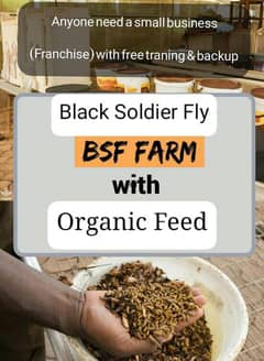 BSF Organic Feed Farm