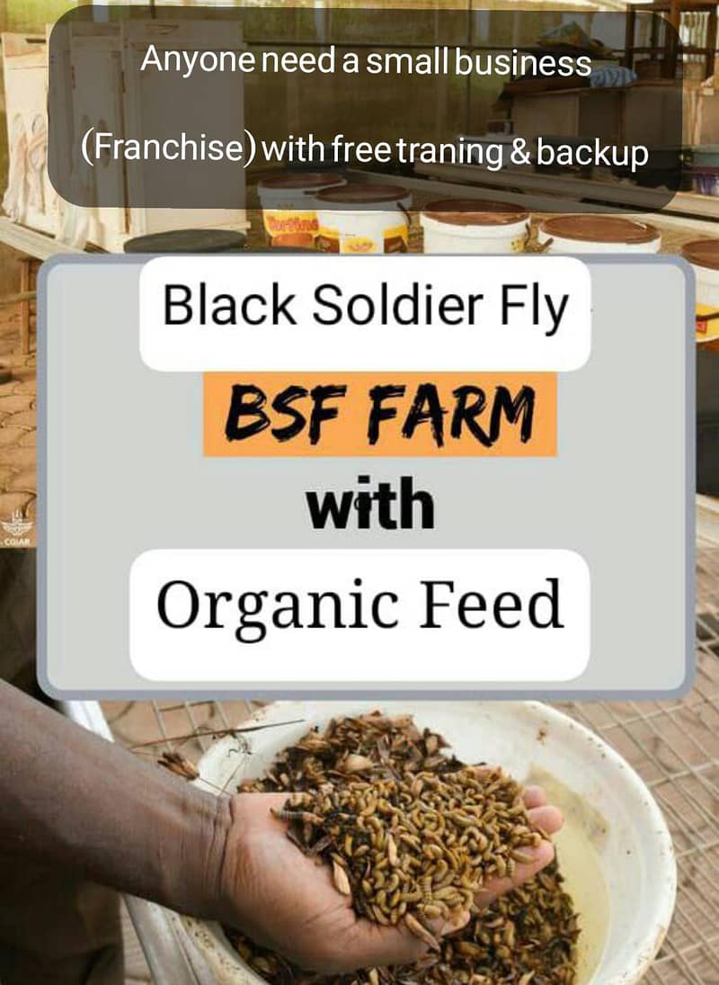 BSF Organic Feed Farm 0