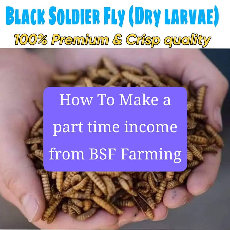 BSF Organic Feed Farm 4