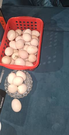 Heera aseel eggs