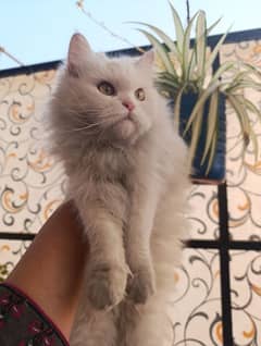 Persian breeder male and female for sale