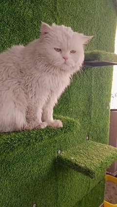 Persian Stud male huge body semi punch male for sale